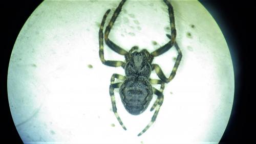 Nuctenea umbratica